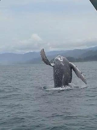 whale breaching off manuel antonio