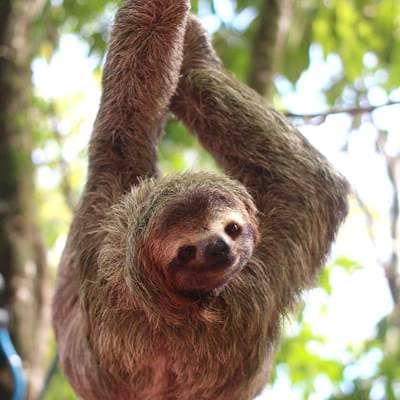 villa costa rica wildlife sloths