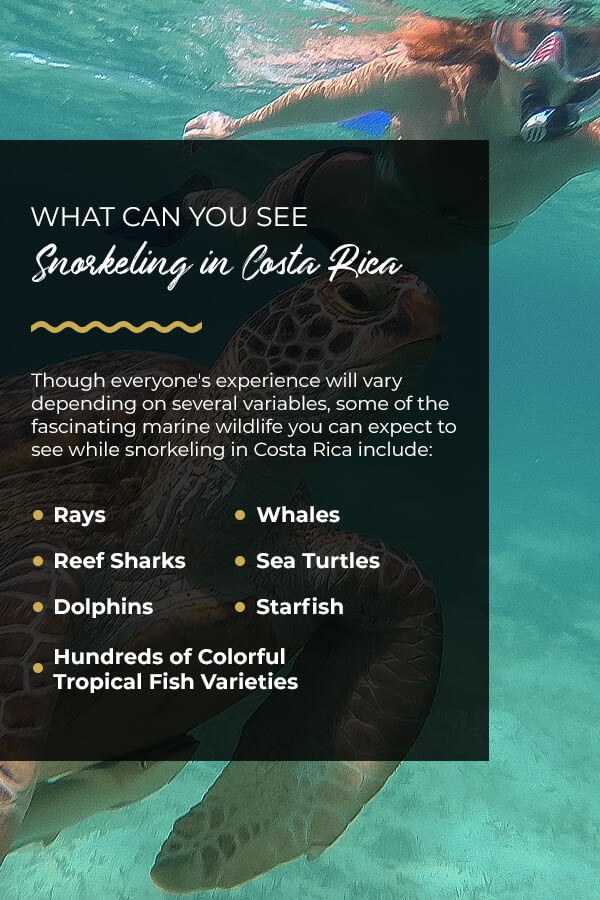 snorkeling-in-costa-rica-pinterest